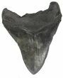 Huge, Fossil Megalodon Tooth #56829-2